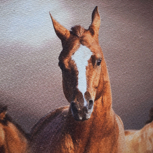 Stallion Printed Painting 60x76cm